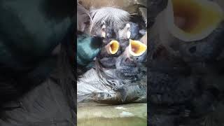 Tree Swallow chicks are just so 🥰 #nestboxlive #shorts #treeswallow #migration #birds #birdwatching