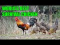 Best Free Range Survival Homestead Chickens 2021 Update Florida Cracker Gamefowl, Liege, and Turkeys