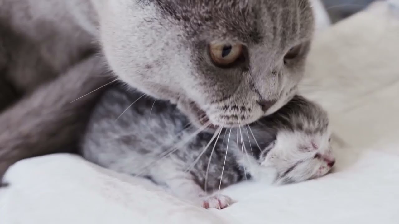 cat stress relief music│Cat Music Soft Moments