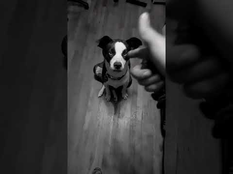 Meet Colt #dog #dogs #doglover