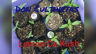 Lemon Ca Kush Seguimiento Parte 3Don Cultiveta