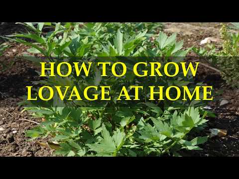 Video: Lovage Herbal Remedies: Nkag siab Lovage He alth Benefits