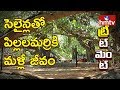 Special Focus: Saline treatment for dying Pillalamarri