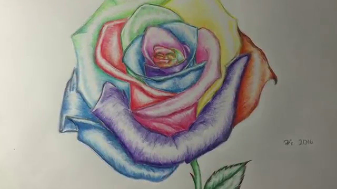 Colourful Rose Drawing Time Lapse YouTube