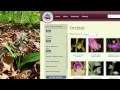 view Go Orchids: A Guide to Identifying Orchids digital asset number 1