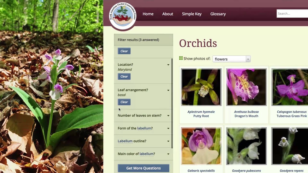 How do you identify orchids?