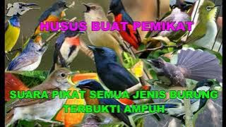 Suara Pikat MP3 Semua Jenis Burung Terbukti Sangat Ampuh