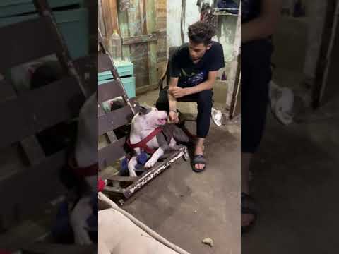 بويكا كل الفلوس Shorts