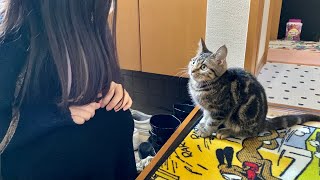 朝帰りした飼い主にブチギレながらもお出迎えする子猫w