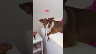 Spend the day with me &amp; my dog #vlog