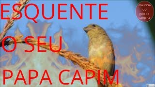 PIADO DE FEMEA DE PAPA CAPIM