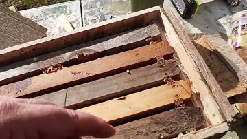 Setup swam traps. How to bait swarm box. Free bees.