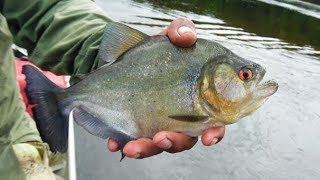 川にルアーを投げたらまさかの「ピラニア」が釣れた！！！