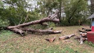 Timberrr! The big tree finally lost its battle against gravity..