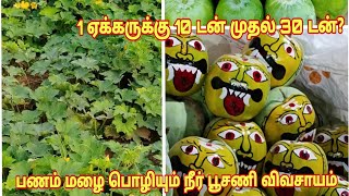 ஏக்கருக்கு 12டன் முதல் 30டன் வரை எடுக்கலாம் | சாம்பல் பூசணி விவசாயம் |Pumpkin Cultivation Farming screenshot 4