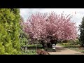 5 самых красивых цветущих деревьев апреля