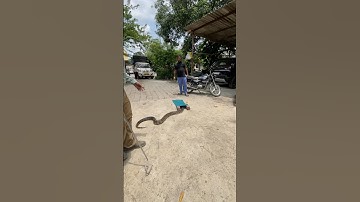 Big Python Rescue short video #wildliferescue #snake #animalrescue #india #nature #python #new #reel