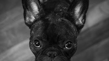 No.8 Pierrot in the Moonlight