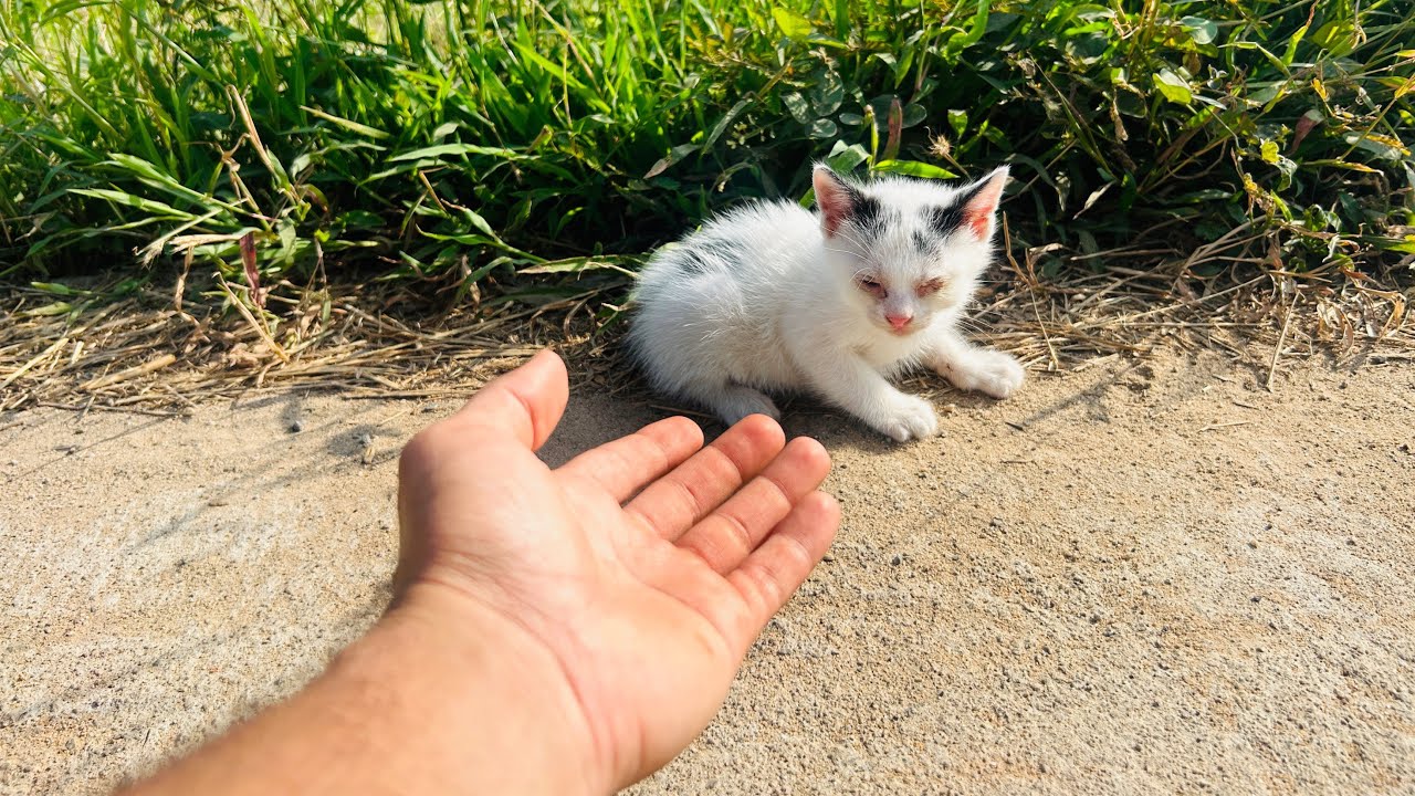Tiny Kitten’s Cry for Help on freezing Cold Day | Rescue poor cat ...