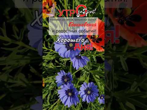 Доброе утро! музыкальная открытка ( 19 июня) #shorts #