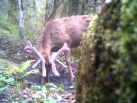 Red Deer  in Lagodekhi Protected Area / კავკასიური კეთილშობილი ხარ ირემი ლაგოდეხის დაცულ ტერიტორიაზე