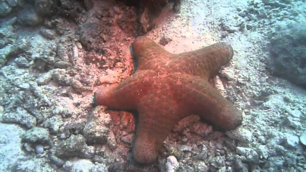 Inside the Atoll Reef Dives - YouTube