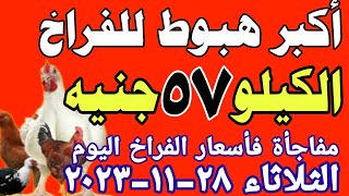 اسعار الفراخ البيضاء اليوم// سعر الفراخ البيضاء اليوم الثلاثاء ٢٨-١١-٢٠٢٣  في مصر جمله وقطاعي