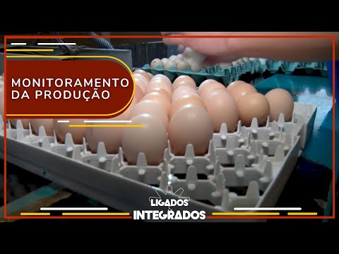 Como a coleta na granja de poedeiras impacta a qualidade do ovo? | Ligados&Integrados - 22/11/2023