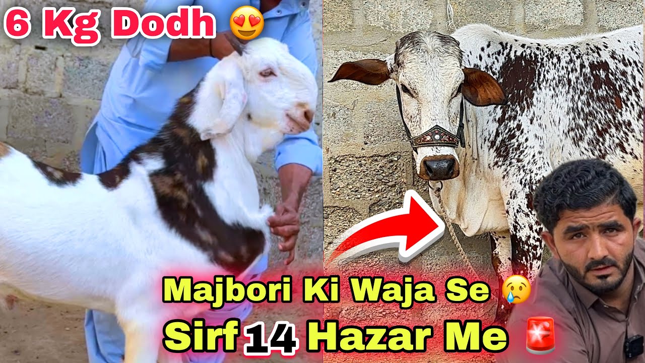 Karachi Ki Sab Se Sasti Bakra Mandi 🚨Aslam Goat Farm Ne Sindhi Hotel Bakra Mandi Se Bhe Sasti Mandi 