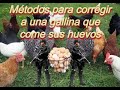 Métodos para corregir a una gallina que come sus huevos