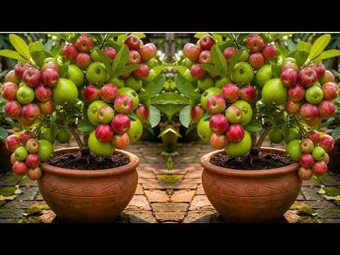 🔴 LIVE  🍏🍈 Growing Two Fruits on One Tree | Guava and Apple Grafting Success #livestream #live