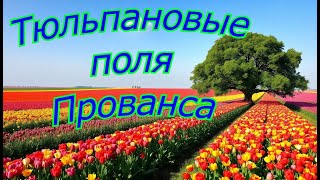 Прованс - Тюльпановые поля, городок Куртизон в крепости Каркасон - 2025