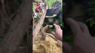 Cây ma dương đặc sản bình thuận, cây Hồng châu sa bonsai, ma dương chân rể đỗ treo