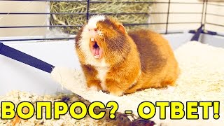 Вечер Морских Свинок, ВОПРОС - ОТВЕТ, Покупка из Зоомагазина / Свинки Шоу Вечер Морских Свинок, ВОПРОС - ОТВЕТ, Покупка из Зоомагазина / Свинки Шоу