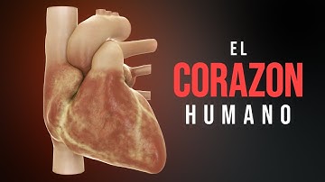 Cómo funciona el corazón (Animación)