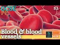 Circulatory System Quiz