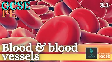 GCSE PE - COMPONENTS OF BLOOD - Anatomy and Physiology (Cardiovascular System - 3.1)