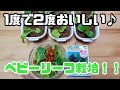 【水耕栽培大学】1度で2度おいしい♪ベビーリーフ栽培！！