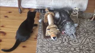 WHITEY THE BLACK KITTEN watching tennis and playing with aluminium ball by kotomaniak 49 views 2 years ago 2 minutes, 54 seconds