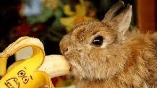 cute colorful rabbit eats banana and squishes - Funny Pet moments part7 by I_am_ cat 47 views 1 year ago 3 minutes