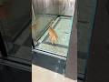 🐈 #cat #🐈#funny #pets #shortclip #fypシ゚viral #animalshorts #lol #hahacomedy