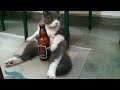 Funny moments of cats  funny compilation  meowfunny 56