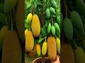 easy technique for propagating and growing hybrid jackfruit and mango fruit trees #plant #fruits