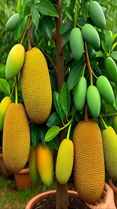 easy technique for propagating and growing hybrid jackfruit and mango fruit trees #plant #fruits