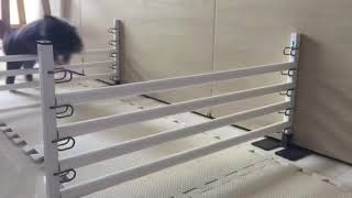 Rabbit Agility Hopping Training