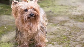 The Fascinating Journey of Yorkshire Terriers in the Show Ring