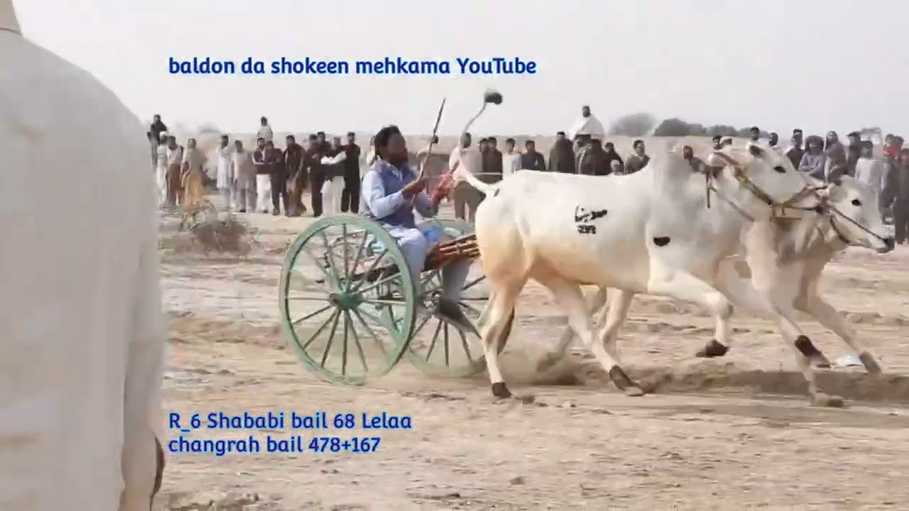 31 January 2026 district Faisalabad donda donda bailgadi race ground 228 #baldondashokeenmehkama 