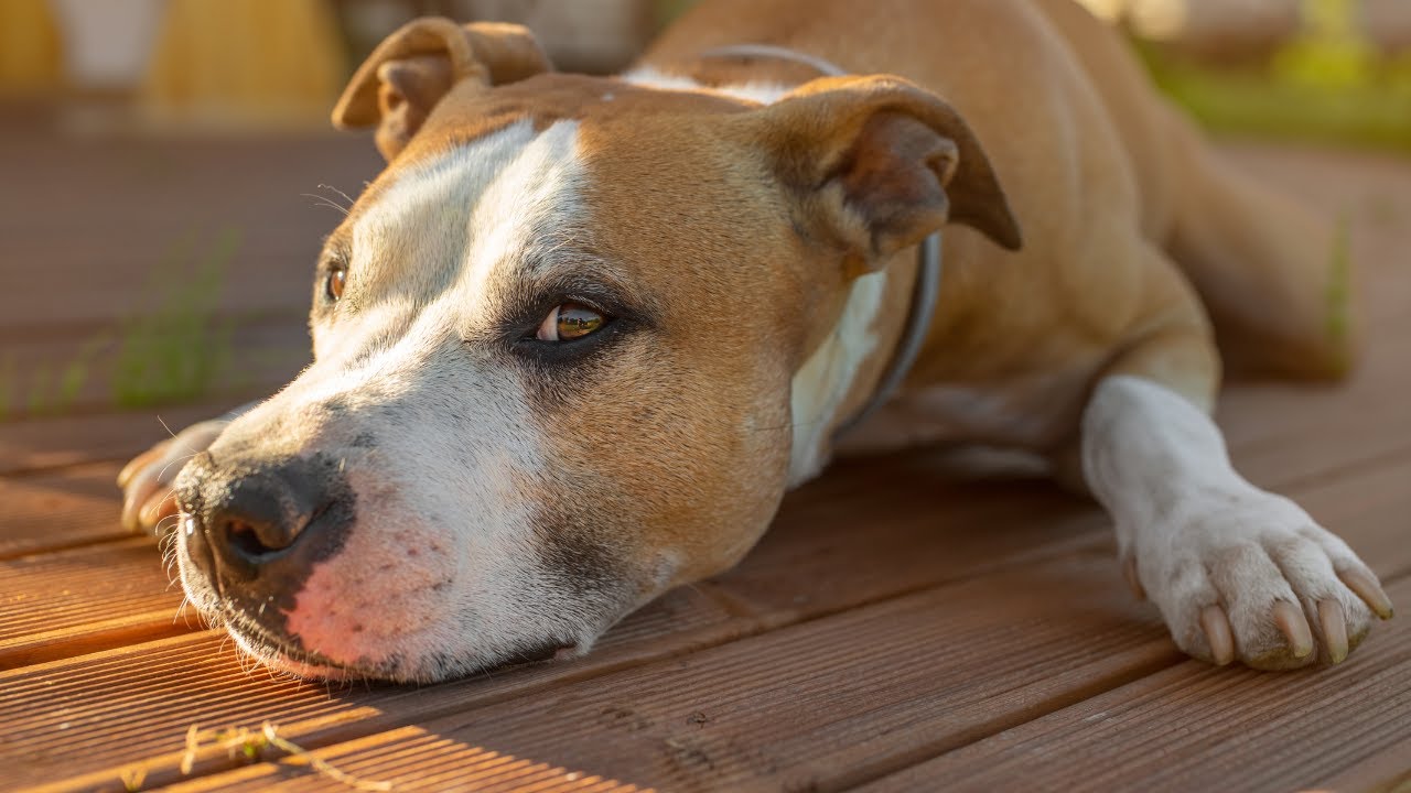 How long does it take for calming treats to work?