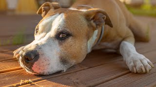 How long does it take for calming treats to work? screenshot 5