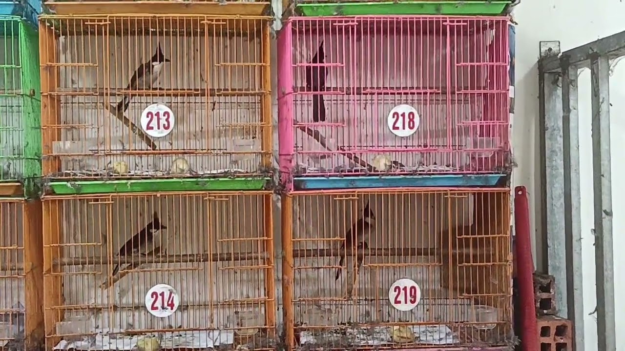 Thứ bảy 28/2....09.87.81.96.98.....122/15 bùi đình túy f12 Q bình thạnh